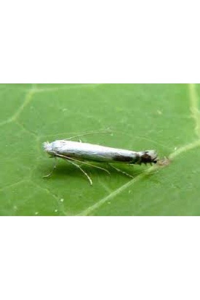 Вишнёвая минирующая моль